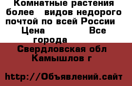 Комнатные растения более200видов недорого почтой по всей России › Цена ­ 100-500 - Все города  »    . Свердловская обл.,Камышлов г.